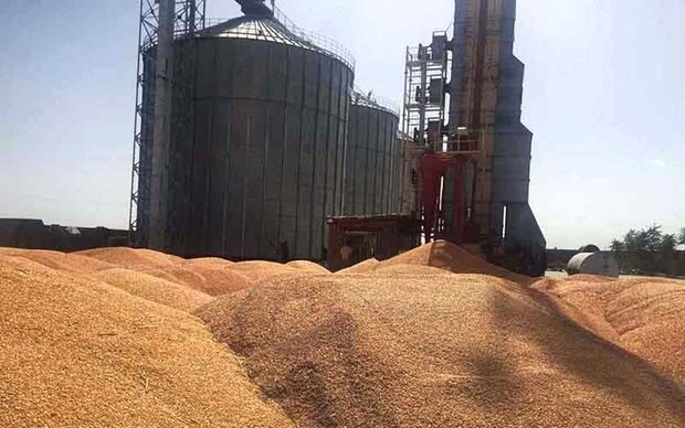 کرمانشاه در سال زراعی جاری رتبه چهارم تولید گندم کشور را کسب کرد.