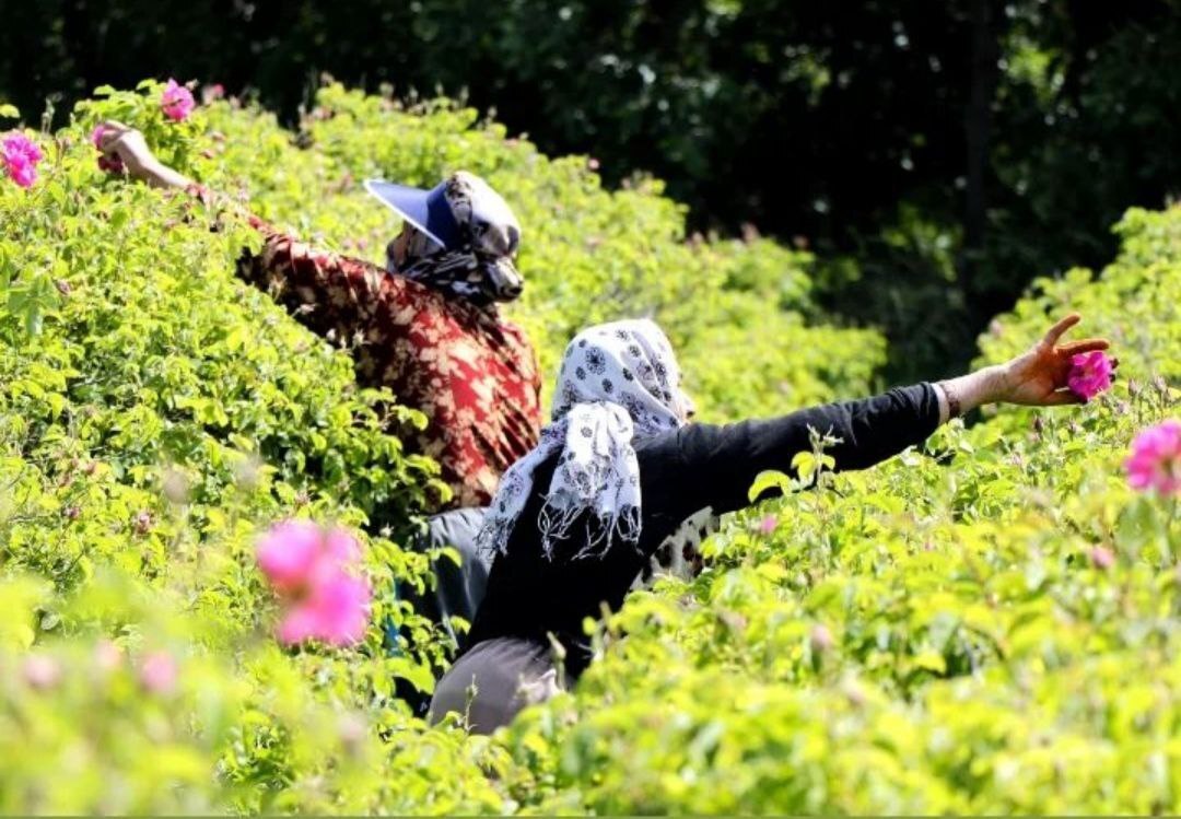 جشنواره گلاب‌گیری بانه ثبت ملی شد