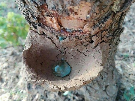 ممنوعیت برداشت شیره سقز (بنێشت) در جنگل‌های جوانرود اعلام شد